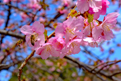 ぼ 僕の蜜も残しておいてよ