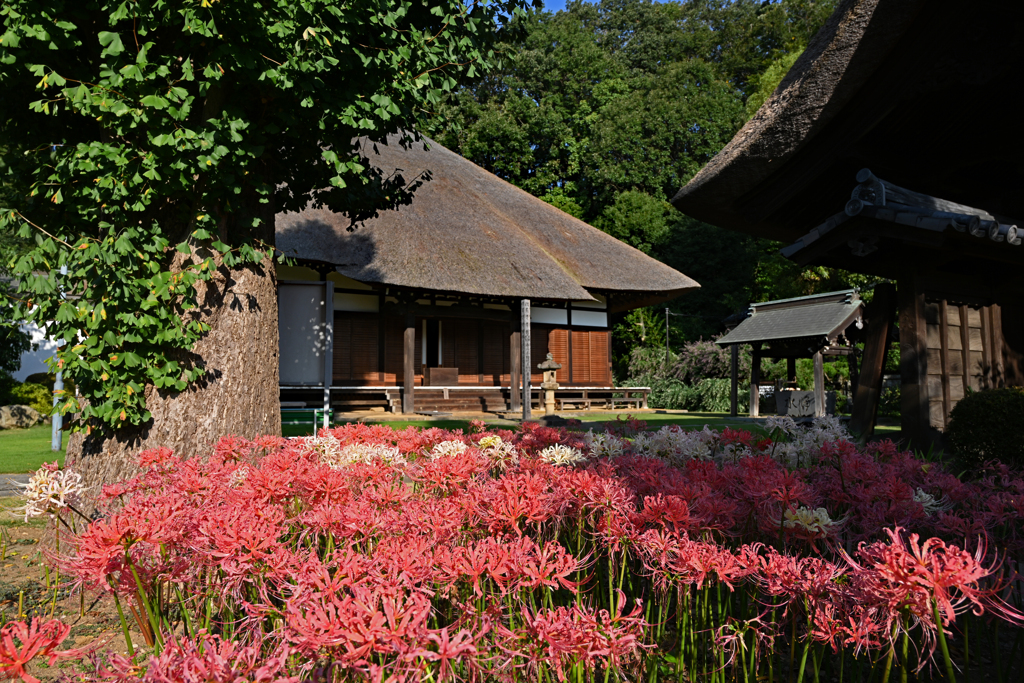 西方寺と彼岸花