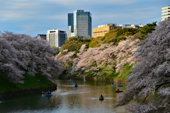 桜満開