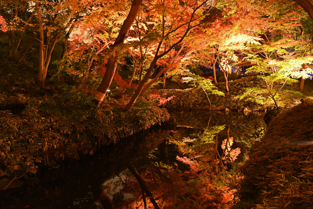 もみじ紅葉
