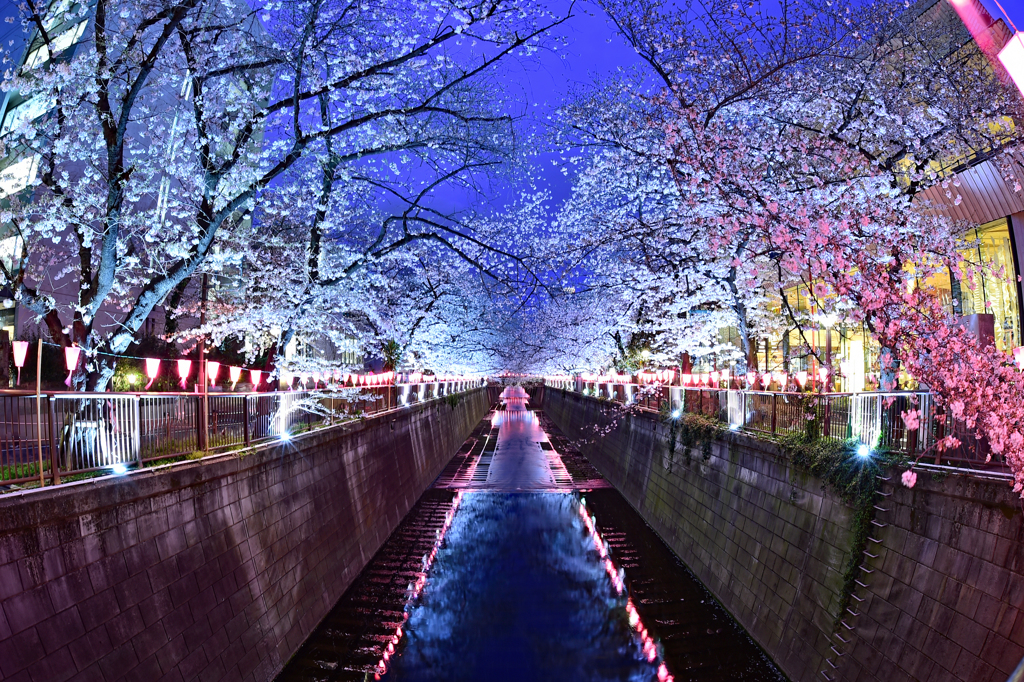 目黒川夜桜幻想