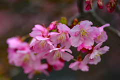 河津桜