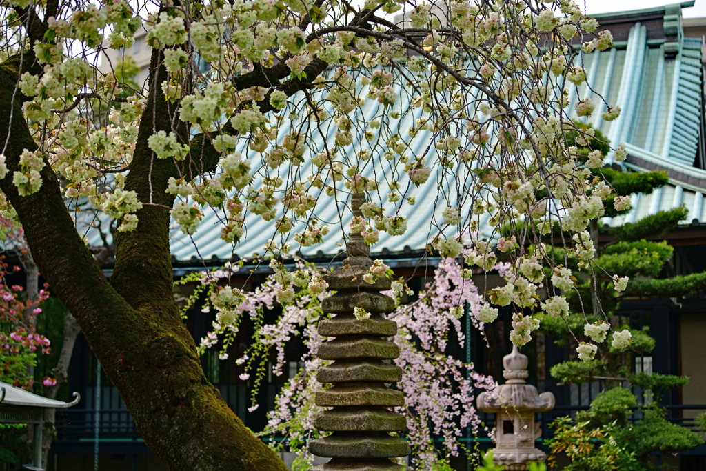 桜のカーテン