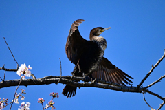 かかってこいや