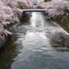 花びらは流れ流れて