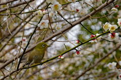 メジロも梅に見とれて