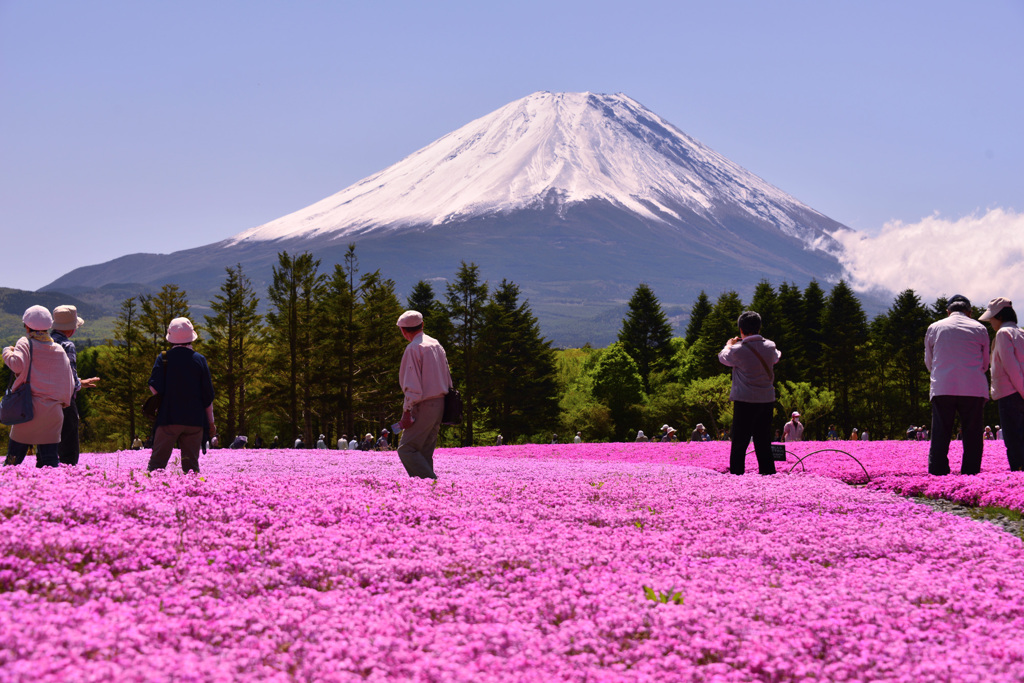 芝桜と富士山
