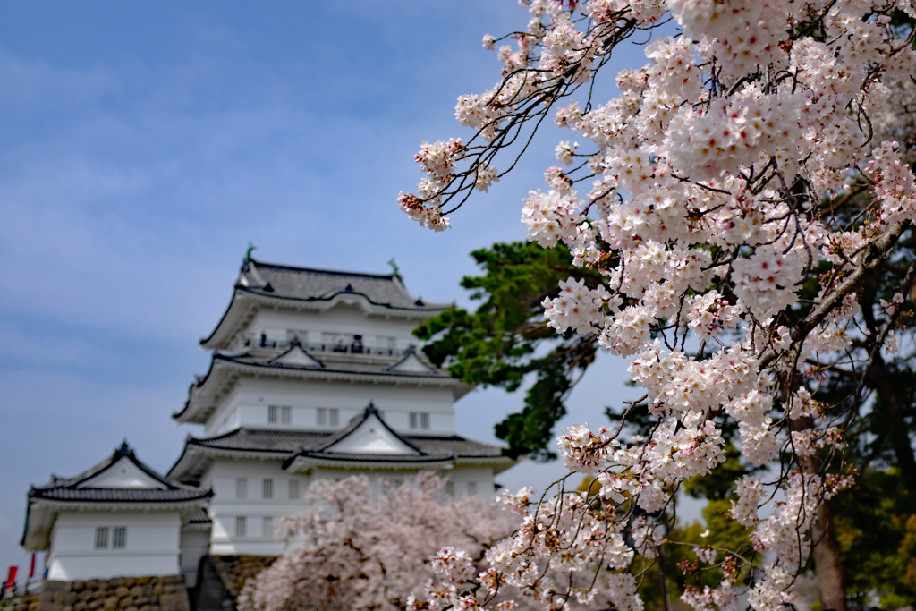 満開の小田原城1