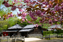 八重桜（カンザン）