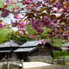 八重桜（カンザン）