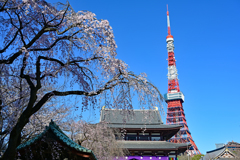 増上寺とタワーと枝垂れ桜と