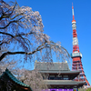 増上寺とタワーと枝垂れ桜と