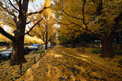 落ち葉のジュータン