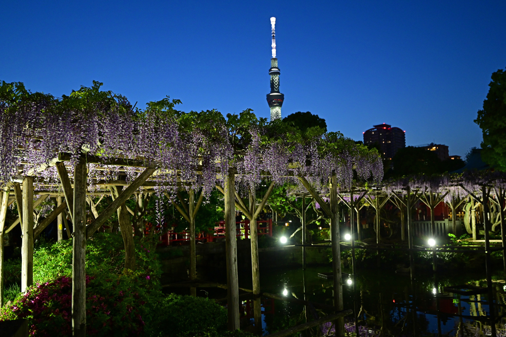 夜景の藤