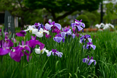 花菖蒲