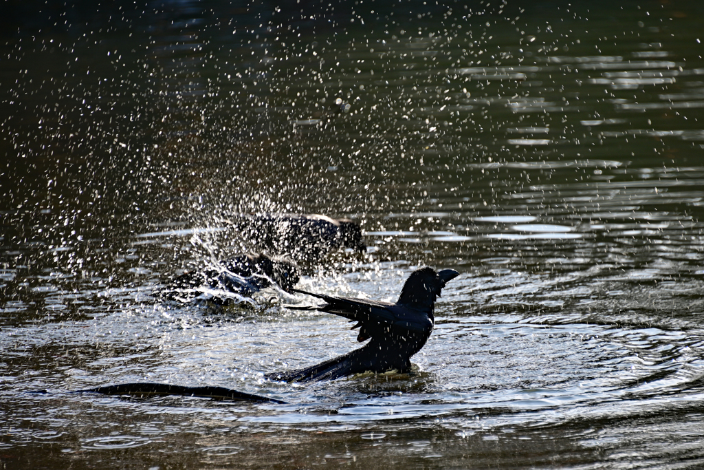 カラスの行水 By Shuu2 Id 写真共有サイト Photohito