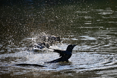 カラスの行水