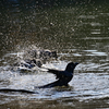 カラスの行水