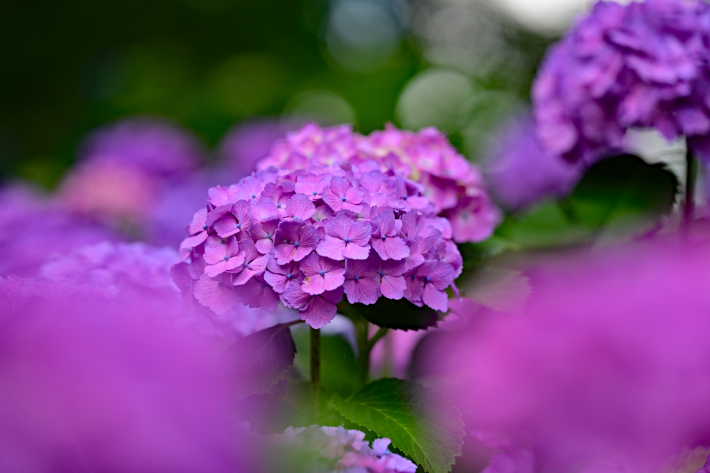 紫陽花