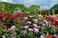 京成バラ園　薔薇の園