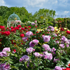 京成バラ園　薔薇の園