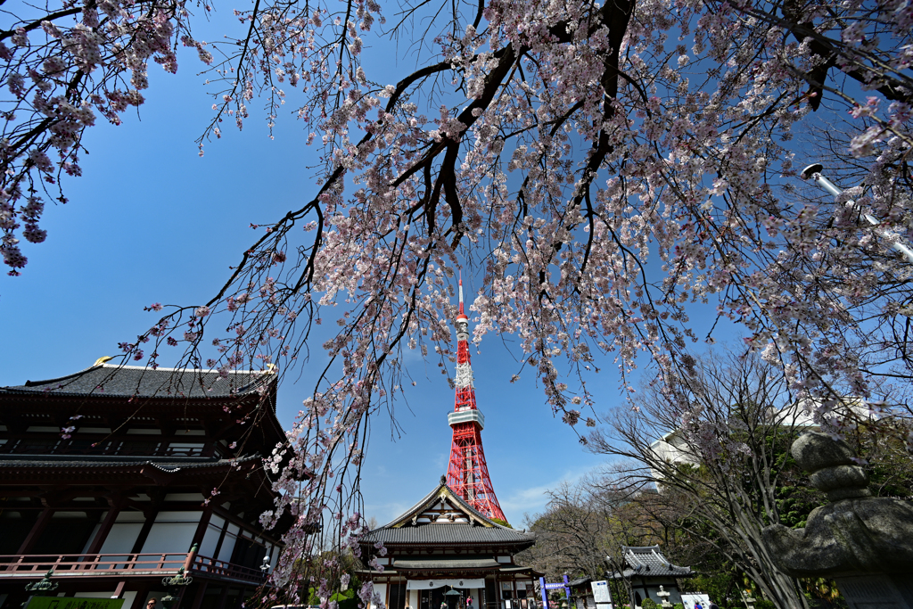 しだれ桜とタワーと増上寺