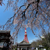 しだれ桜とタワーと増上寺