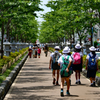 段葛　この後何処に行く