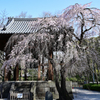 増上寺のしだれ桜