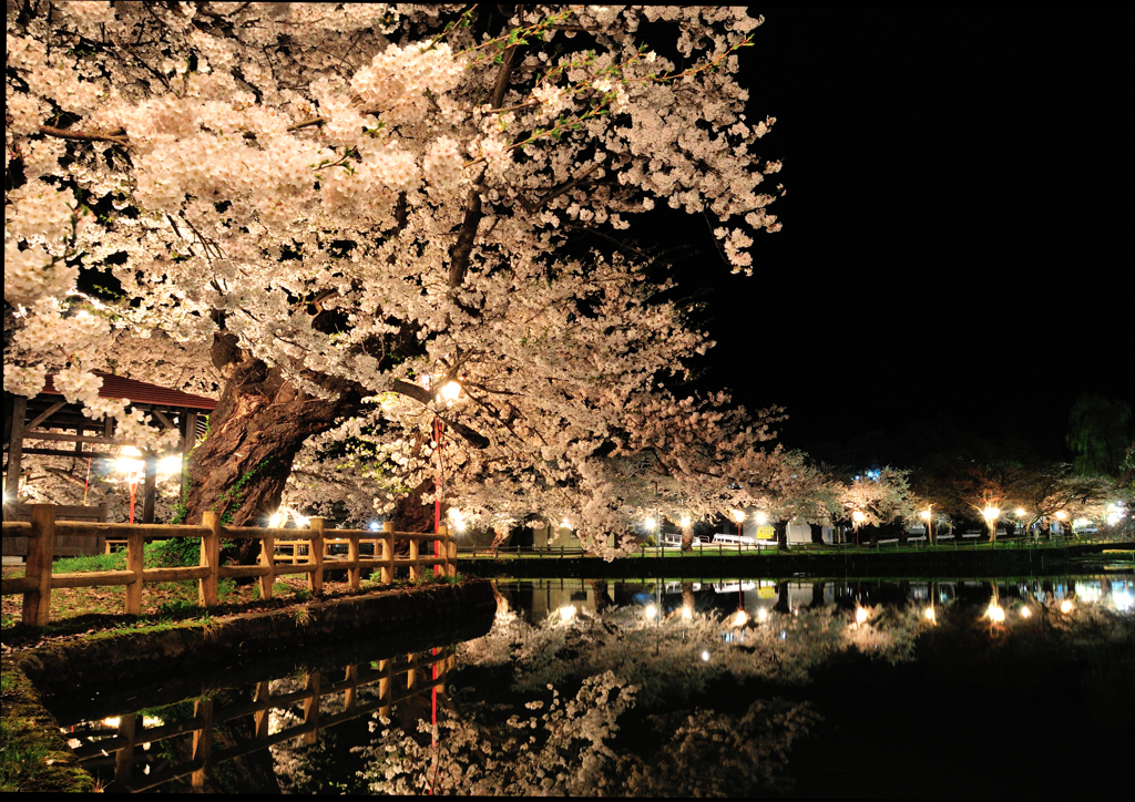 夜の桜