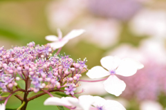 PinkFlower