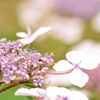 PinkFlower