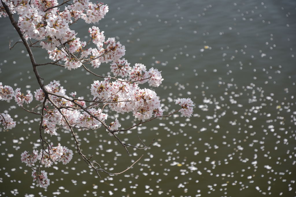 桜舞い散る中…