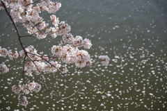 桜舞い散る中…