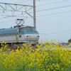 EF66117