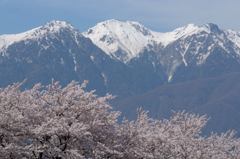 残雪桜花