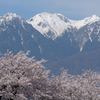 残雪桜花