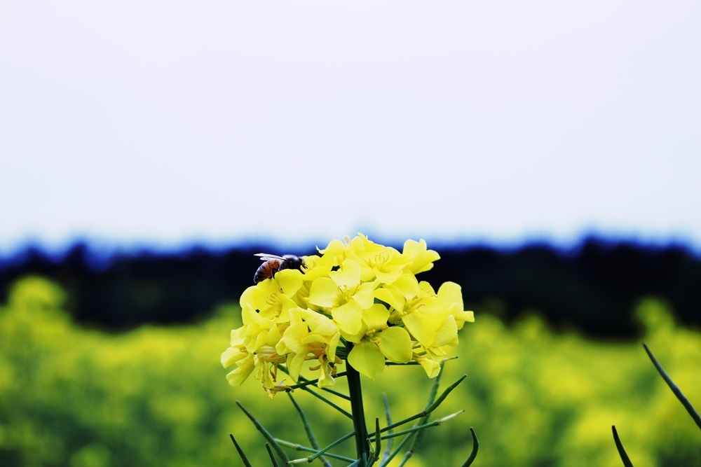 菜の花とミツバチ