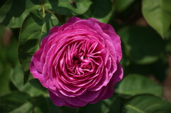 バラの花６
