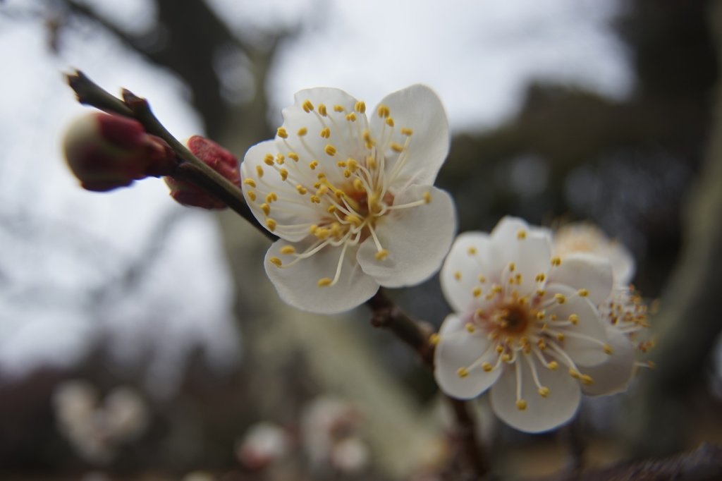 梅の花５