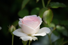 バラの花４