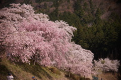 桜の見納め5