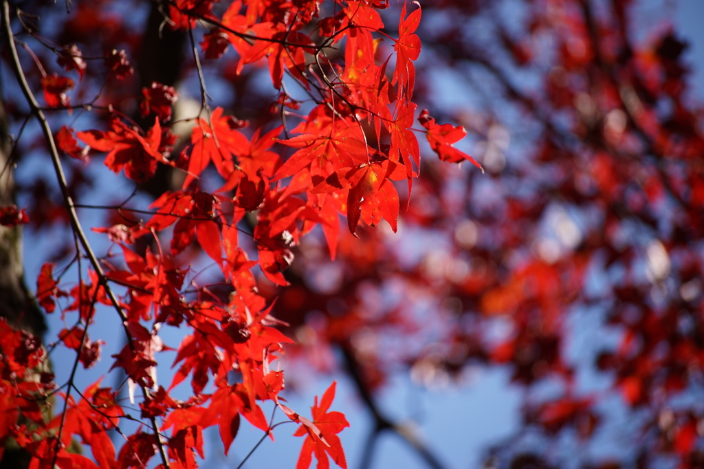 日吉大社 紅葉５