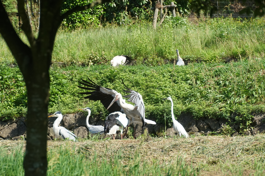 コウノトリ