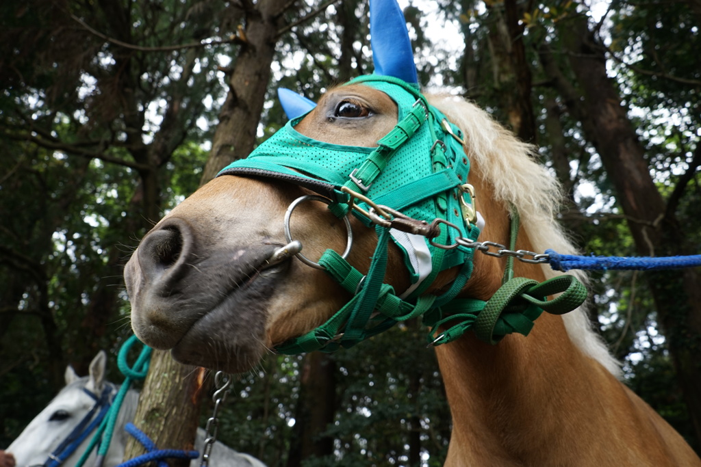  いなべ草競馬３