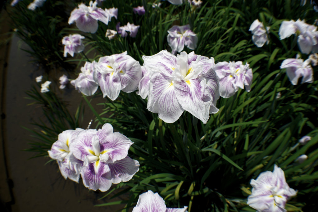 花菖蒲3