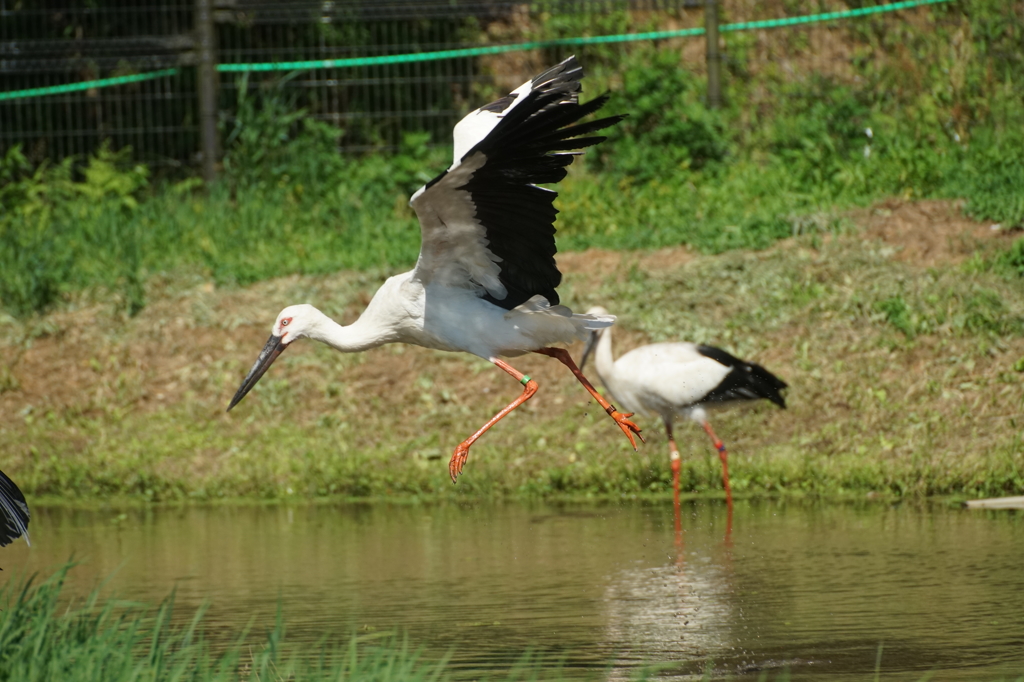 コウノトリ