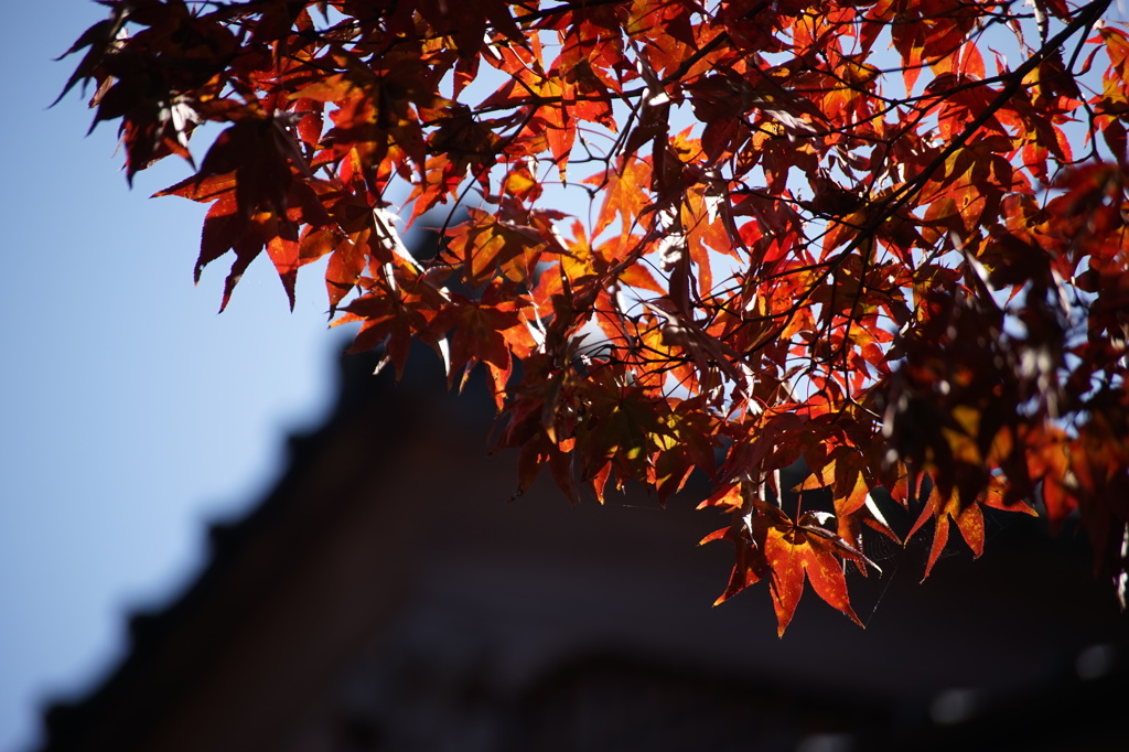 日吉大社 紅葉６
