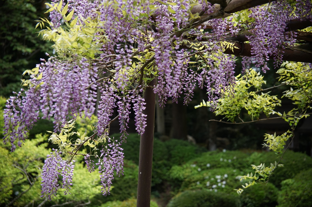 綿向神社の藤１