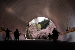 桜の見納め1